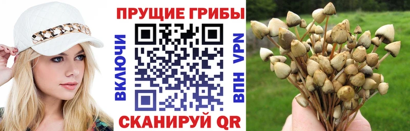 мега   Урус-Мартан  Псилоцибиновые грибы Psilocybine cubensis 